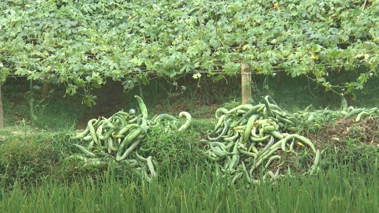 চিচিঙ্গা পাইকারি কেজিতে ৮ টাকা, বিপাকে শেরপুরের চাষিরা