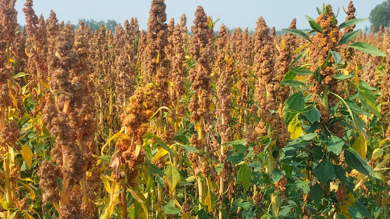 পঞ্চগড়ে চাষ হচ্ছে সুপার ফুডখ্যাত কিনোয়া