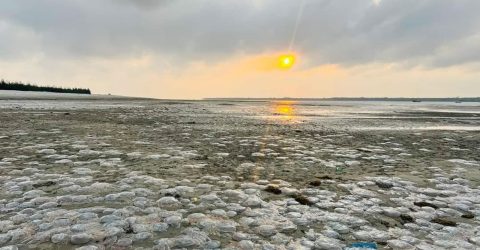কুয়াকাটা সৈকতে ভেসে আসছে মৃত জেলিফিশ