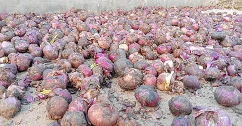 মজুত করা পেঁয়াজ গুদামে পচতে শুরু করেছে।