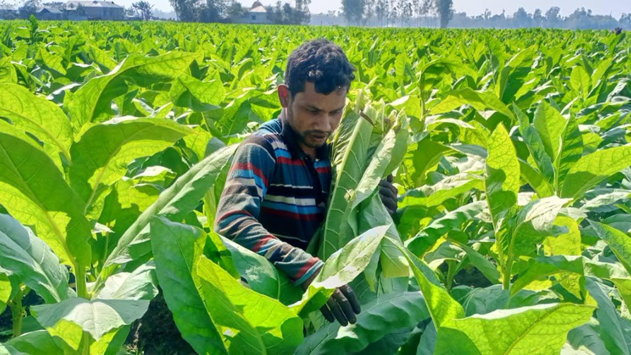 তামাকের বিষে কমছে জমির উর্বরতা, বাড়ছে স্বাস্থ্যঝুঁকি
