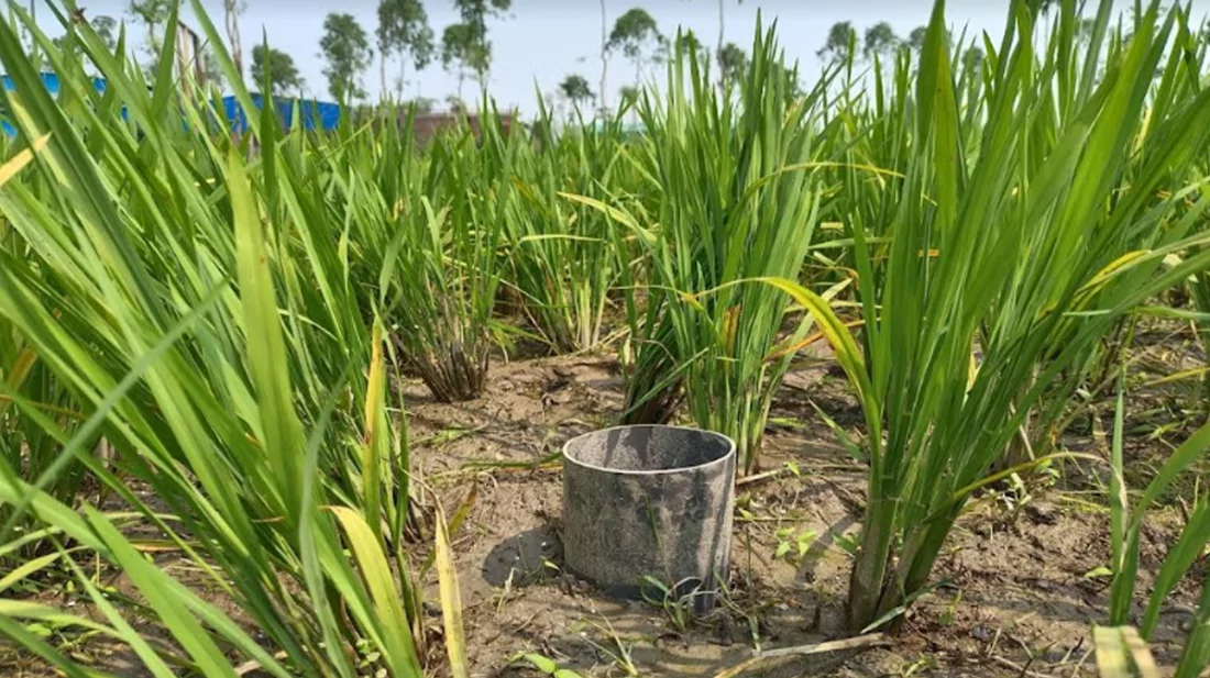 সিরাজগঞ্জে ধানচাষে এডব্লিউডি প্রযুক্তি ব্যবহারে লাভবান হচ্ছেন কৃষক, সাশ্রয় হচ্ছে বিদ্যুৎ ও জ্বালানি খরচ