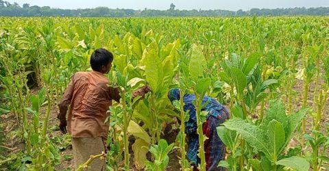 তামাকে বিষ, তবুও ঝুঁকছেন কৃষক