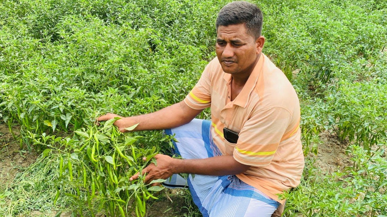 বিজলী প্লাস মরিচ চাষে নিঝুমদ্বীপের কেফায়েতের বাজিমাত