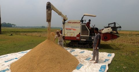 কম্বাইন হারভেস্টারের সুফল পাচ্ছেন হাওরের কৃষকরা