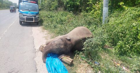 গাজীপুরে মহাসড়কের পাশ থেকে হাতির মরদেহ উদ্ধার
