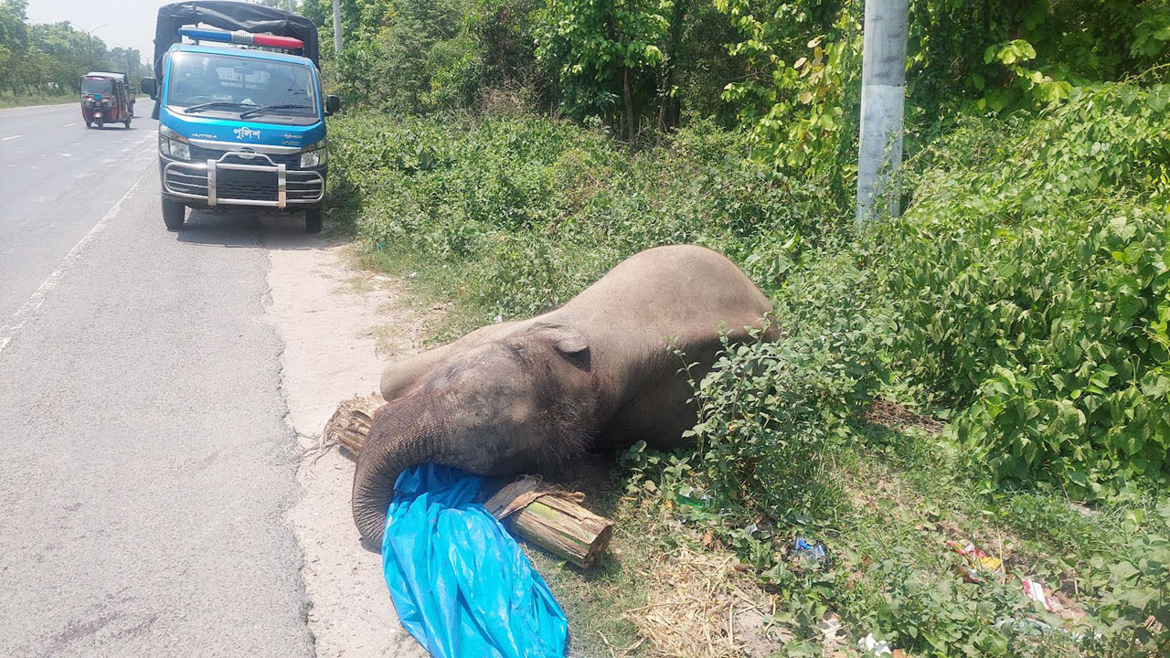 গাজীপুরে মহাসড়কের পাশ থেকে হাতির মরদেহ উদ্ধার