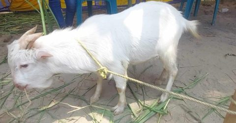 ঠাকুরগাঁওয়ে দেখা মিলল ১ ফুট উচ্চতার ছাগল