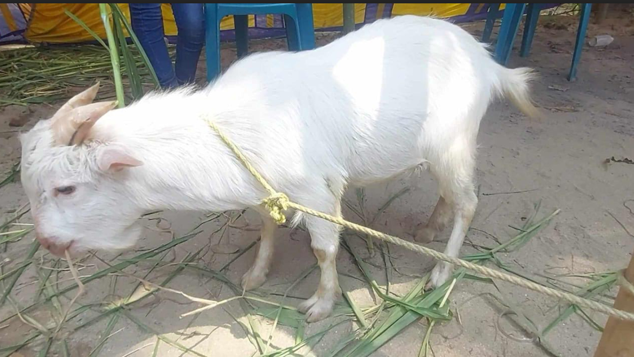 ঠাকুরগাঁওয়ে দেখা মিলল ১ ফুট উচ্চতার ছাগল
