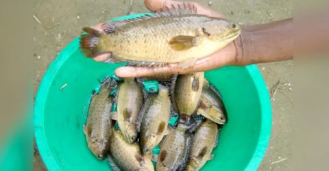 গলায় কৈ মাছ আটকে কৃষকের মৃত্যু