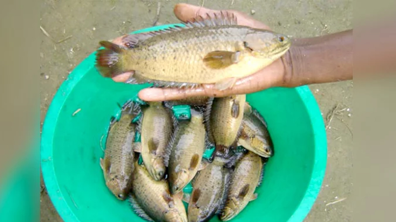 গলায় কৈ মাছ আটকে কৃষকের মৃত্যু