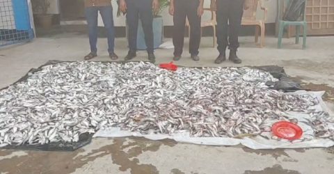 মুন্সীগঞ্জে মাছের আড়ত থেকে ১৫ মণ জাটকা জব্দ, আটক ২