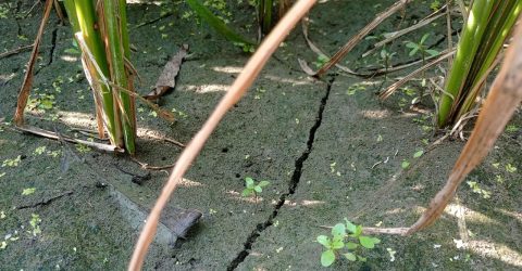 ঘন ঘন লোডশেডিং, পানির অভাবে ধানখেতে ফাটল