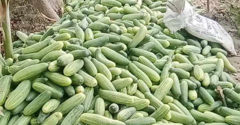 দিনাজপুরে শসার কেজি ১ টাকা, চাষিদের মাথায় হাত