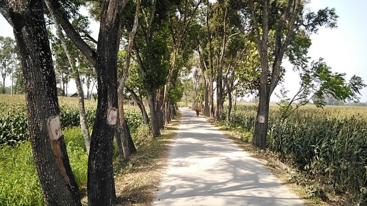 এক বছরে কাটা হয়েছে ৫ হাজার গাছ, কাটা পড়ছে আরও ৪ হাজার