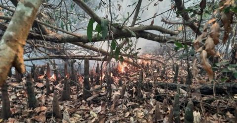 সুন্দরবনের আগুন আরও বেড়েছে, নেভানো শুরু