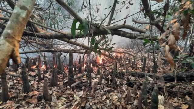 সুন্দরবনের আগুন আরও বেড়েছে, নেভানো শুরু