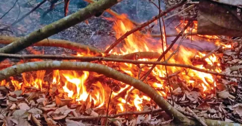 সুন্দরবনে অগ্নিকাণ্ডের ঘটনায় তদন্ত কমিটি