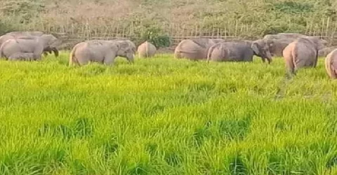 কাটা ধান পাহারা দিতে গিয়ে বন্যহাতির কবলে পড়ে কৃষক নিহত
