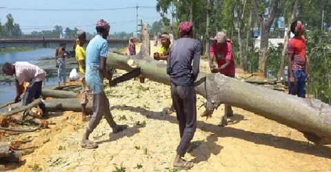 ‘জলবায়ু অভিঘাতের সময়ে চার লাখ গাছ কাটা আত্মঘাতী ও ক্ষমার অযোগ্য’