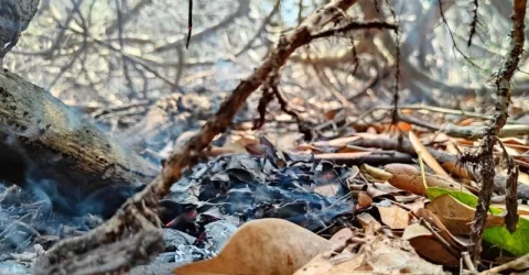 সুন্দরবনের আগুন পুরোপুরি নিয়ন্ত্রণে: ফায়ার সার্ভিস