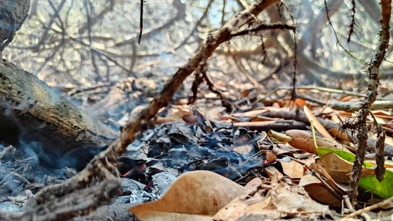 সুন্দরবনের আগুন পুরোপুরি নিয়ন্ত্রণে: ফায়ার সার্ভিস