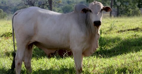 ঋণ থাকলে কোরবানি করা যাবে?