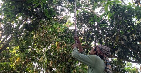 রাজশাহীতে আজ থেকে আম পাড়া শুরু
