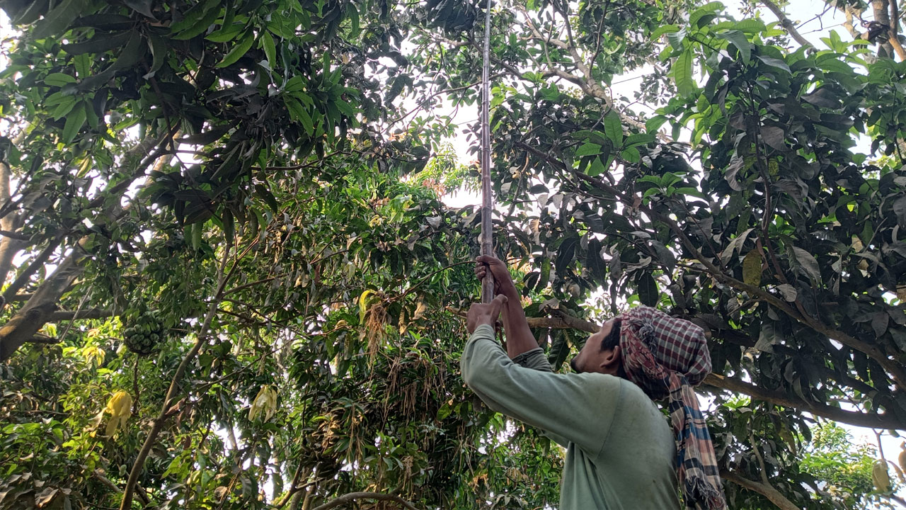 রাজশাহীতে আজ থেকে আম পাড়া শুরু