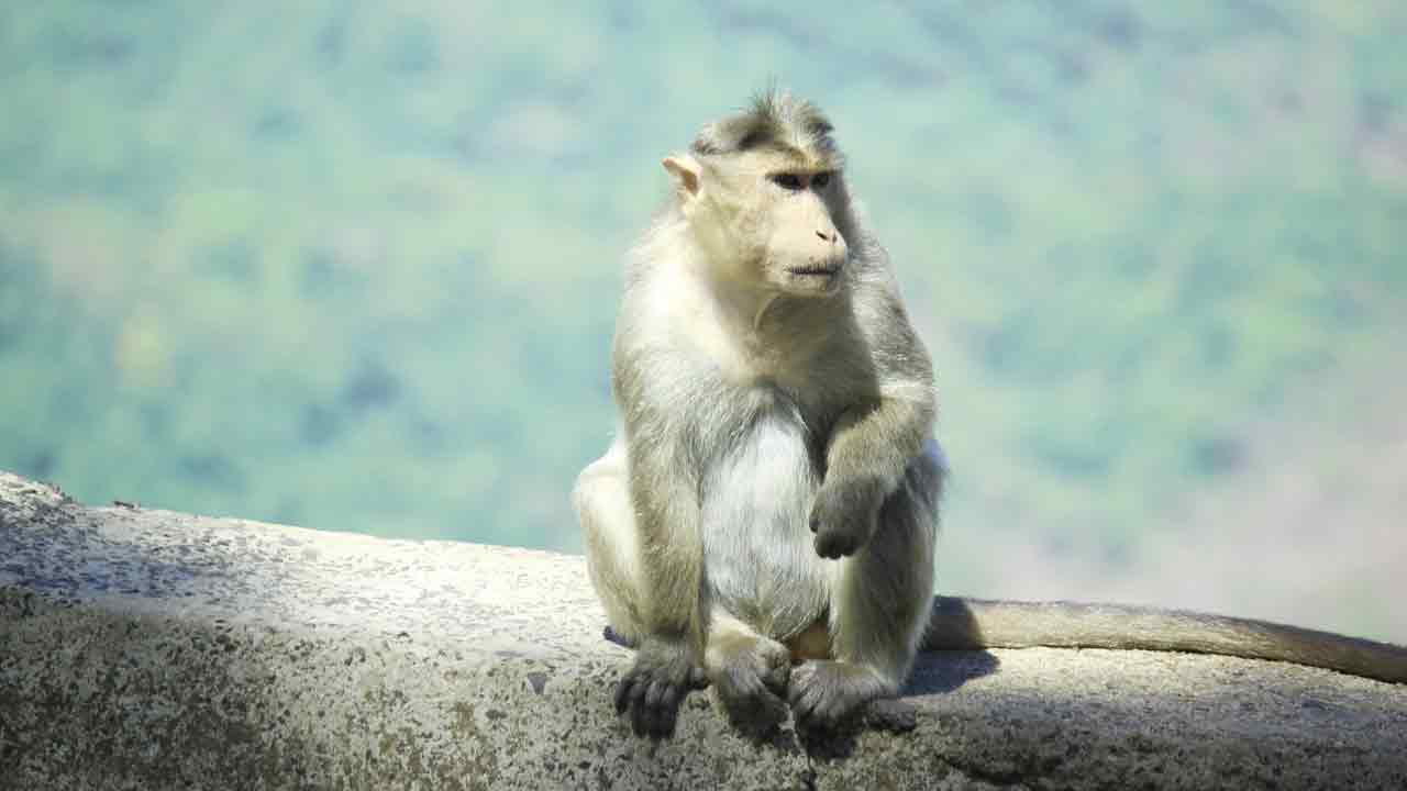 চলন্ত গাড়ির সামনে হঠাৎ চলে এল বানর, প্রাণ গেল ৩ ব্যাংক কর্মকর্তার