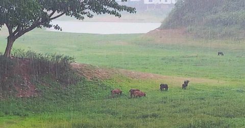 রাঙামাটিতে বজ্রপাতে দুইজনের মৃত্যু