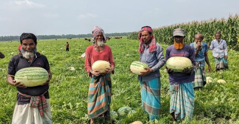 বাগেরহাটে তরমুজের বাম্পার ফলন, দামে খুশি চাষিরা