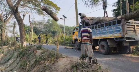 গাছ লাগানো ও কাটার ক্ষেত্রে নীতিমালা করতে হাইকোর্টের রুল