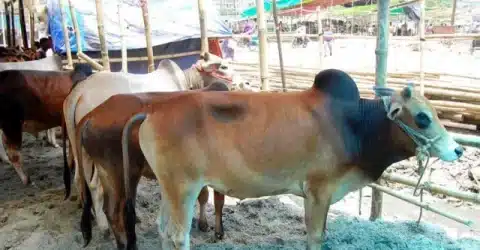 পশুখাদ্যের দামের প্রভাব কোরবানির বাজারে