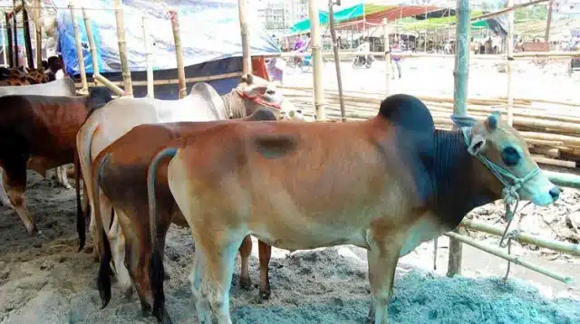 পশুখাদ্যের দামের প্রভাব কোরবানির বাজারে