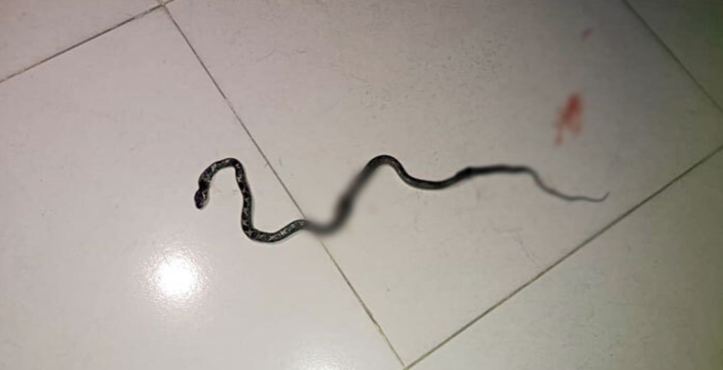 ৪ তলায় উঠে গেল সাপ, ভবনে আতঙ্ক