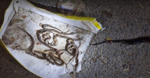রাসেলস ভাইপার সন্দেহে ১২ বাচ্চাসহ সাপ পিটিয়ে হত্যা