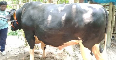 ১৫ লাখে মিলবে ৩০ মণ ওজনের শান্ত