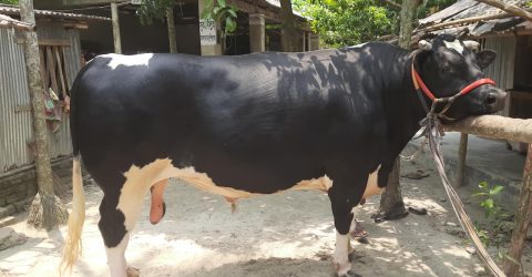 চা-বিস্কুট আর কোল্ড ড্রিংকস খায় ৪০ মণের ‘নুন্টু’, দাম ১০ লাখ