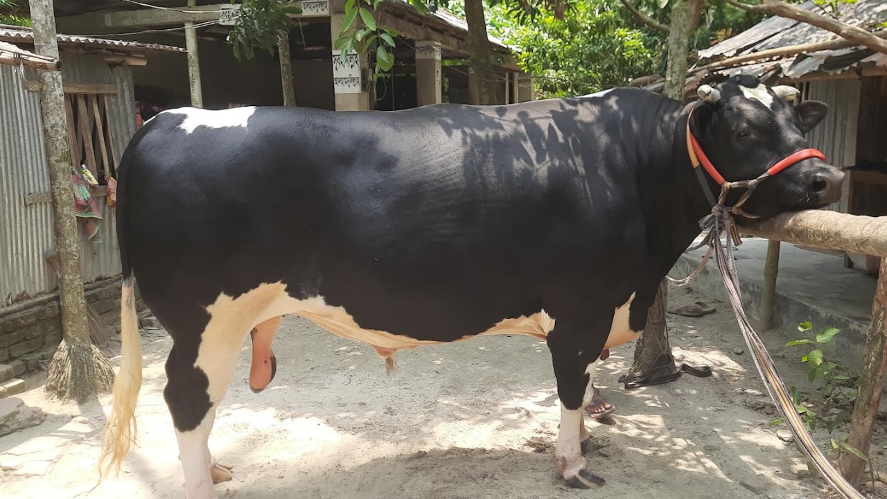 চা-বিস্কুট আর কোল্ড ড্রিংকস খায় ৪০ মণের ‘নুন্টু’, দাম ১০ লাখ
