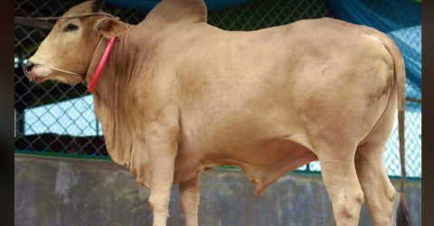 ভদ্র স্বভাবের বিগ বসের অপর নাম ‘শিক্ষিত গরু’, দাম ৫ লাখ