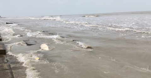 কুয়াকাটা সৈকতে ভেসে এলো ১০ ফুট লম্বা মৃত ডলফিন