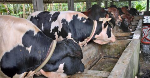 প্রতি বছরের লোকসানে কোরবানির গরু উৎপাদনে অনীহা খামারিদের