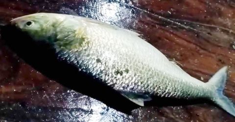 ৯৩৫০ টাকায় বিক্রি হলো মেঘনার এক ইলিশ