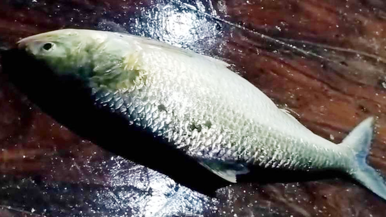 ৯৩৫০ টাকায় বিক্রি হলো মেঘনার এক ইলিশ
