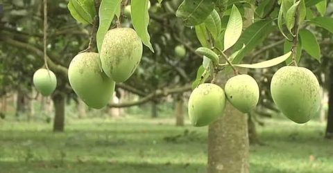 ২০ জুন থেকে মিলবে হাঁড়িভাঙ্গা আম, সংরক্ষণে গবেষণার দাবি চাষিদের