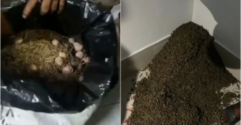 শিক্ষার্থীদের দেখে গাঁজার বস্তা ফেলে দৌড়ে পালালো মাদক কারবারি