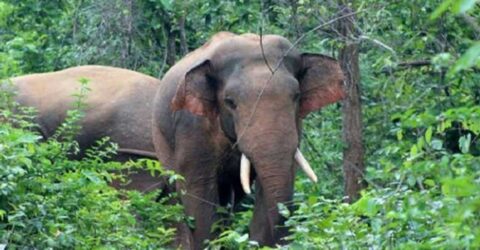 আনোয়ারায় হাতির আক্রমণে নারীসহ নিহত ২