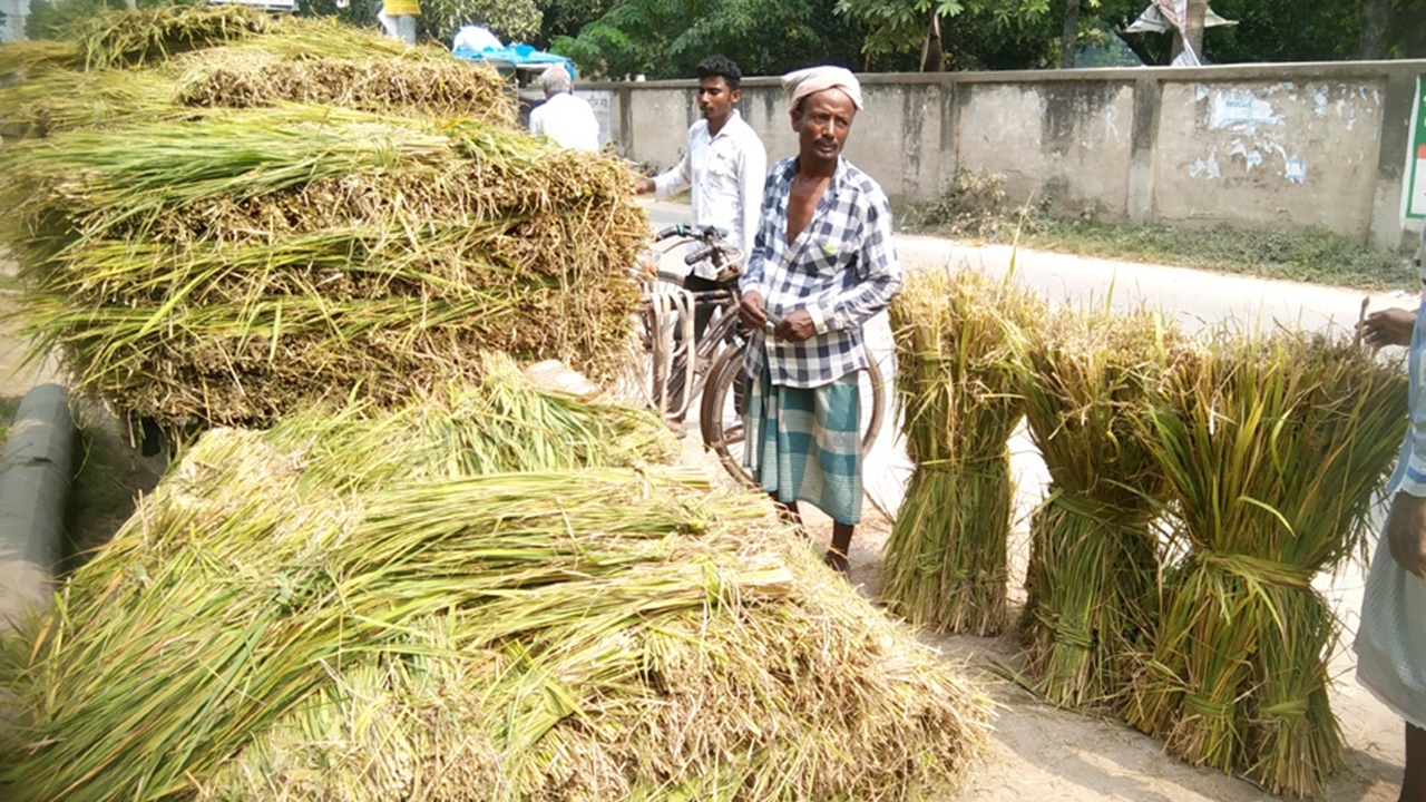 স্বল্প দামে গো খাদ্যের চাহিদা মেটাচ্ছে কাঁচা খড়