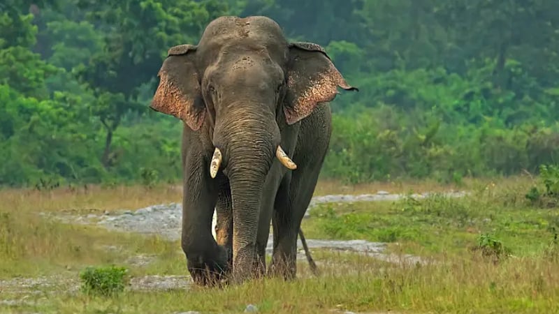 বিষপ্রয়োগ নয় ছত্রাকের আক্রমণে মারা গিয়েছিল ১০ হাতি